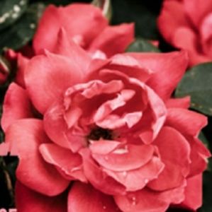 Meet your Posher, Felicia